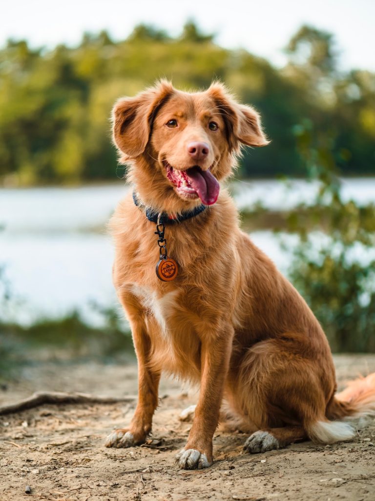 Tiques et animaux de compagnie