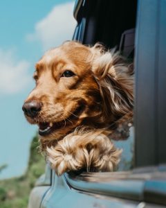 Animaux de compagnie et tiques : 10 choses à savoir