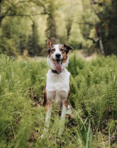 Animaux de compagnie et tiques : 10 choses à savoir