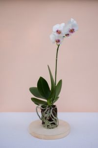 Racines des orchidées