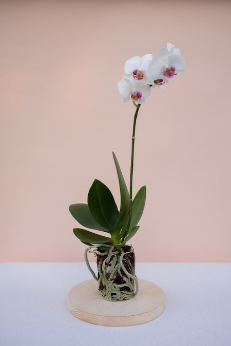 Prendre soin de son orchidée : conseil plantes et orchidées