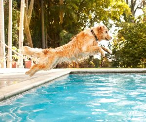 conseils pour la baignade de chiens