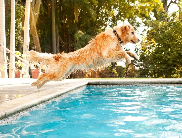 conseils pour la baignade de chiens