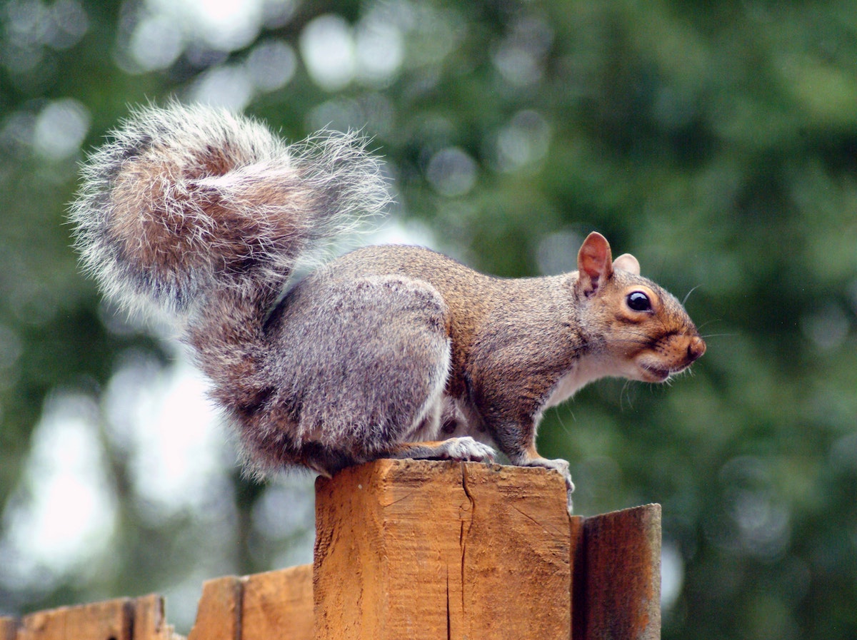 Astuces pour éloignes les écureuils de votre maison