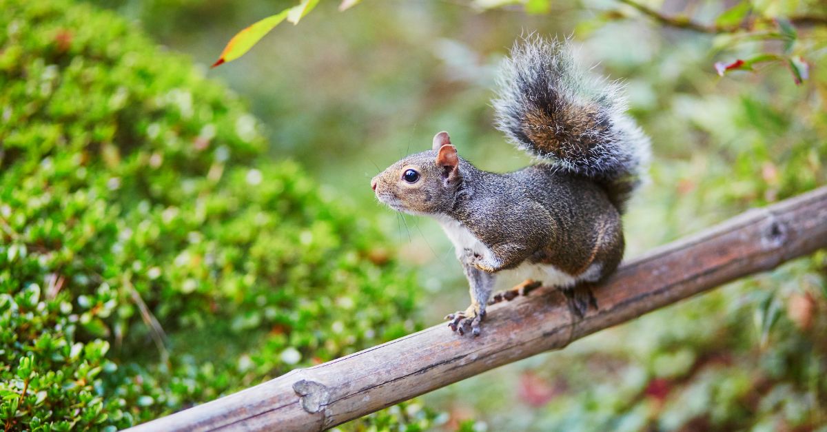Astuces pour éloignes les écureuils de votre maison
