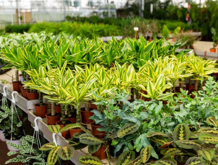 15 plantes d'intérieur passe-partout - Jardinier paresseux
