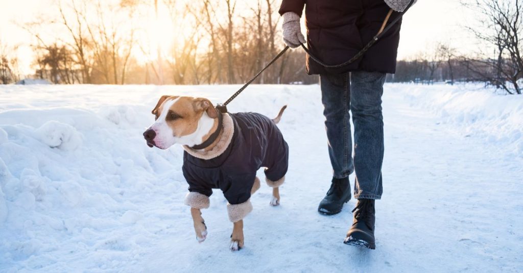 Comment faire porter des bottes à son chien?