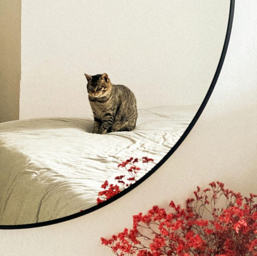 Mon chat fait pipi partout se vengetil? Les Radieuses Magazine