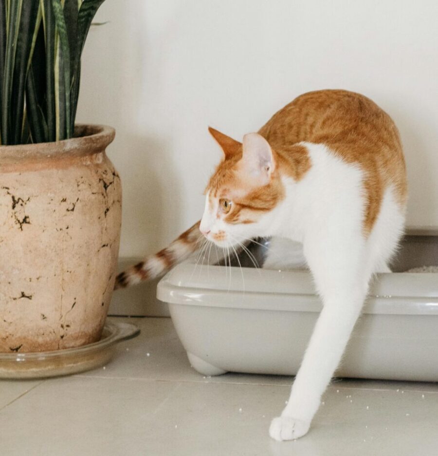 Mon chat fait pipi partout se vengetil? Les Radieuses Magazine