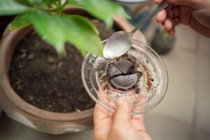 Marc de café pour les plantes