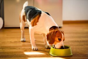 Transition alimentaire pour chien