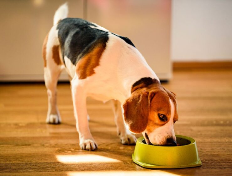 Transition alimentaire pour chien