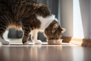 Transition alimentaire pour chat