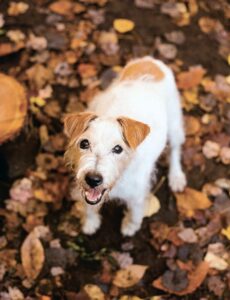 Je protège mon chien de Dre Lucie Hénault