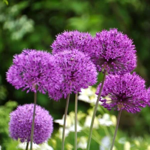 Ail (allium)
