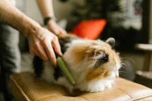 Brosser son chat pour éviter les boules de poils