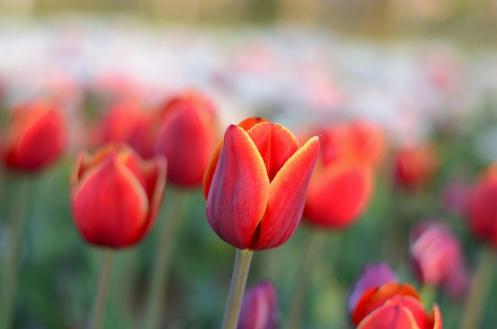 Tulipes - quand les planter?