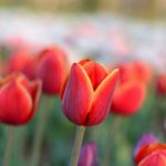 Tulipes - quand les planter?