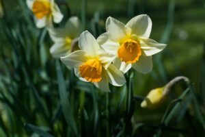 Jonquilles