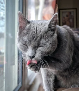 Léchage du chat - cause des boils de poils