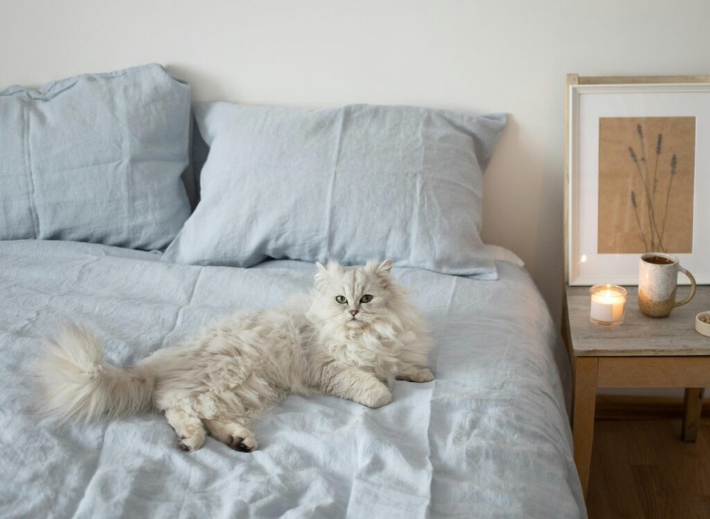 Boules de poils chez le chat