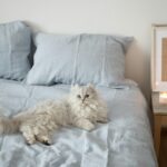 Boules de poils chez le chat