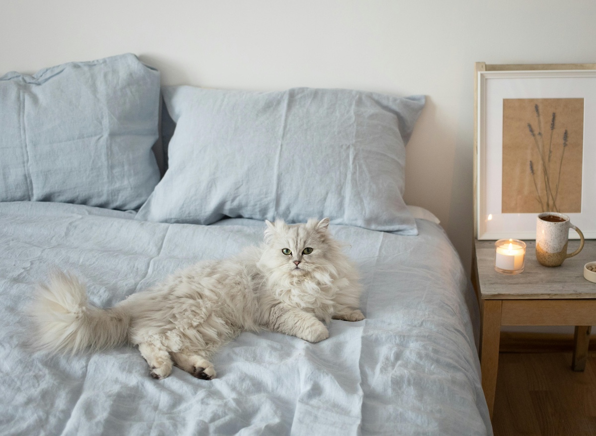 Boules de poils chez le chat