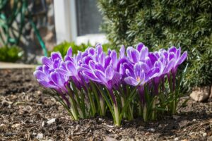 Crocus - bulbe printemps