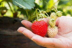 Fraises