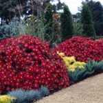 L’attribut alt de cette image est vide, son nom de fichier est 200916g-red-daisy-www.thetreefarm.com_-2-1024x853.jpg. Chrysanthemum × morifolium Mammoth™ ‘Red Daisy’.