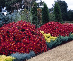 L’attribut alt de cette image est vide, son nom de fichier est 200916g-red-daisy-www.thetreefarm.com_-2-1024x853.jpg. Chrysanthemum × morifolium Mammoth™ ‘Red Daisy’.