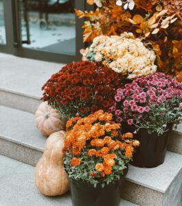 Chrysanthèmes d'automne