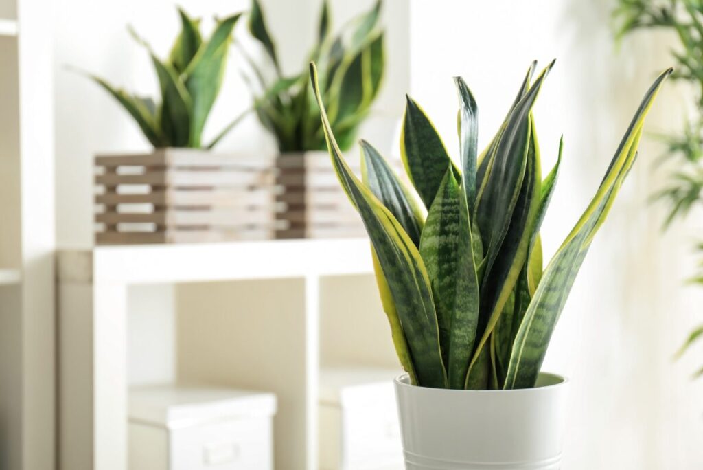 Plante Sansevieria