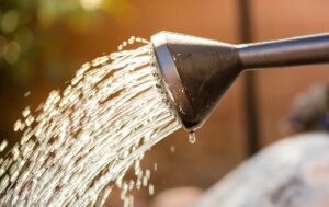 poinsettia - arrosage