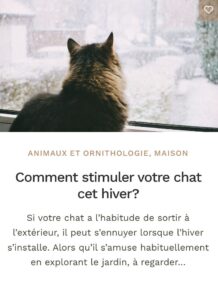 Stimuler chat hiver