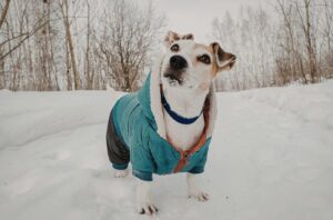 Chien - Manteau - Hiver froid