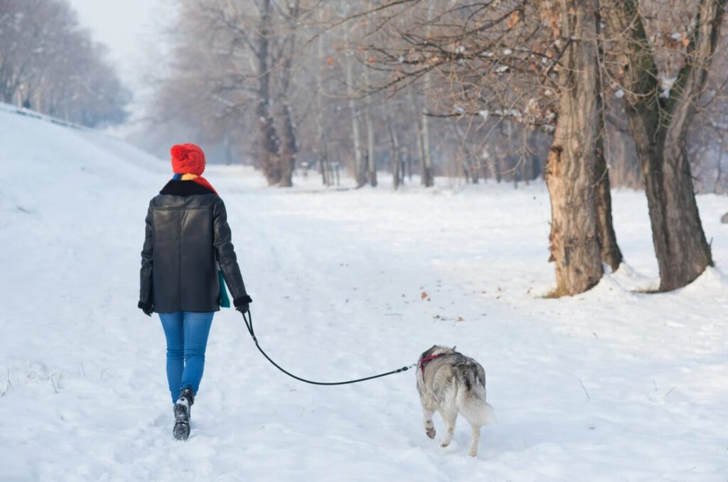 Balade - hiver - chien - froid