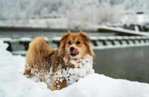 Chien - Hiver - Froid