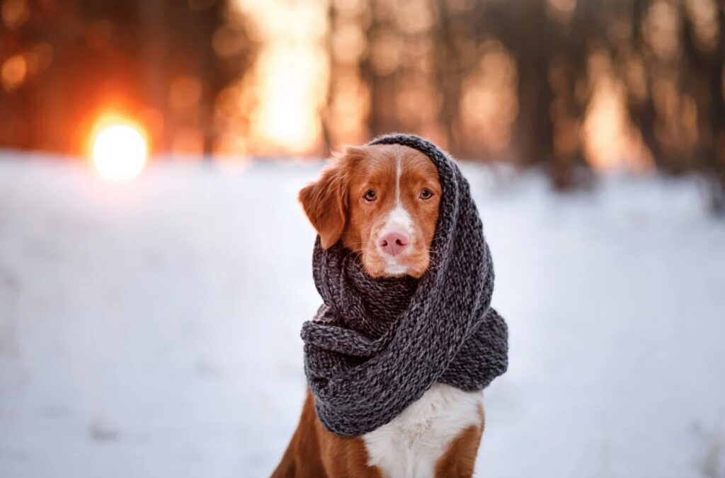 Chien - Hiver - Froid