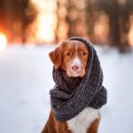 Chien - Hiver - Froid