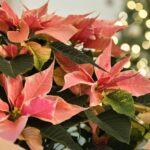 Poinsettia 2