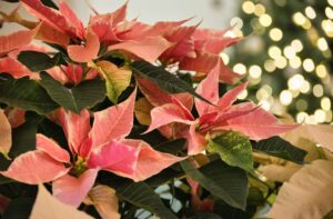 Poinsettia 2