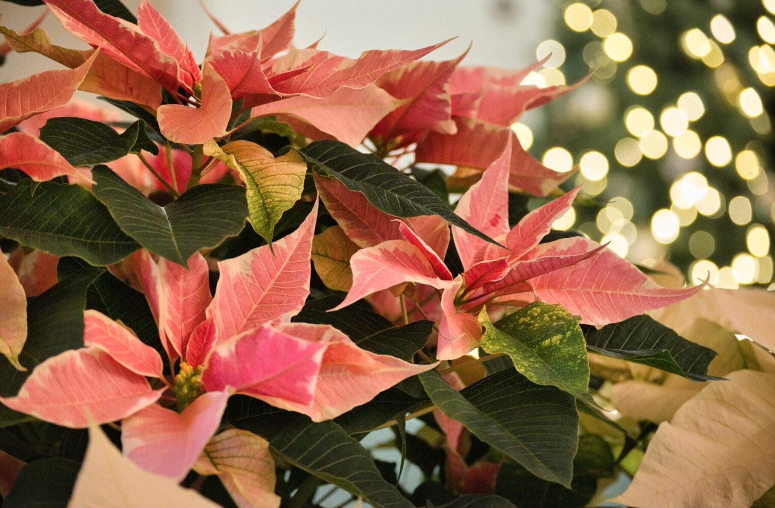 Poinsettia 2