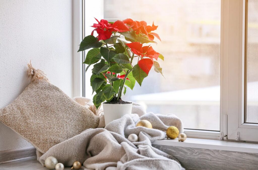 Poinsettia - lumière