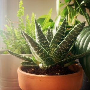 Plante Aloes