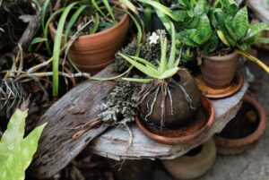 Aloes - racines pourries