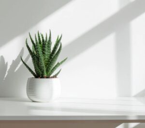 Aloes - Soleil lumièrre