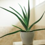 Plante Aloes