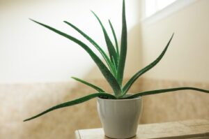 Plante Aloes