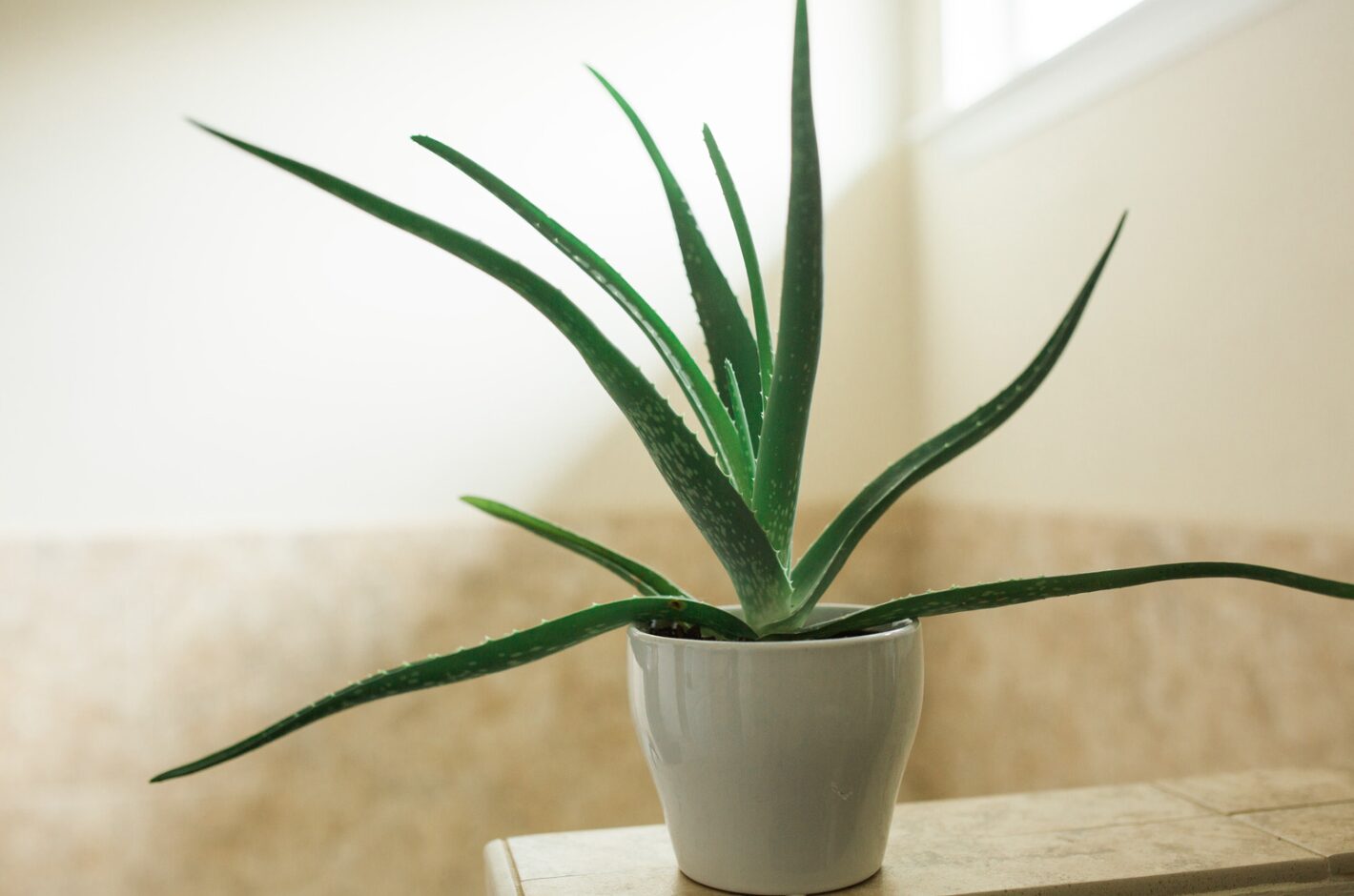 Plante Aloes